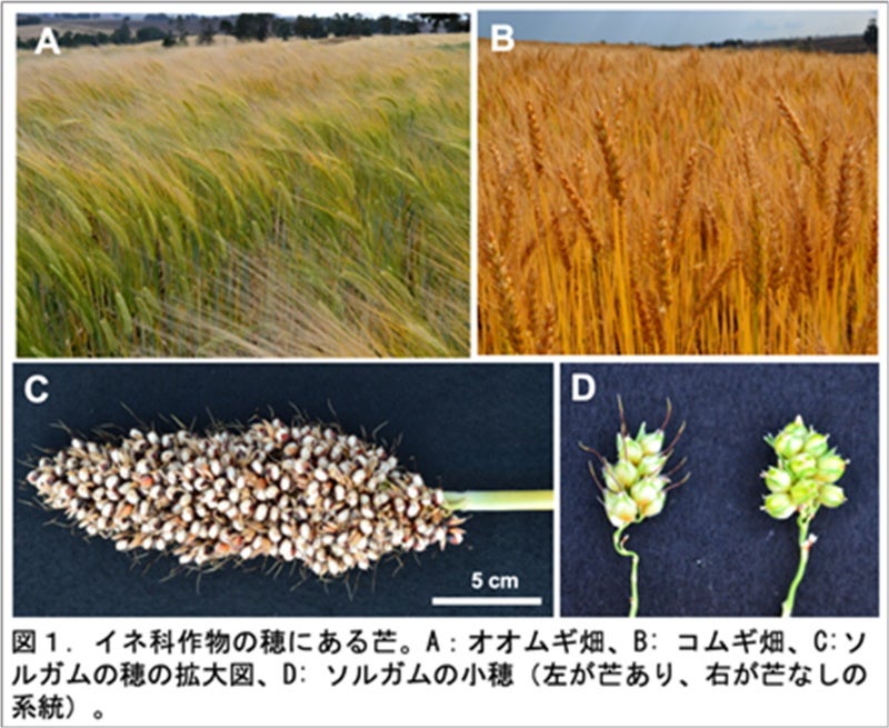 【岡山大学】穀物の「芒（ぼう）」ができなくなるしくみの解明のサブ画像2