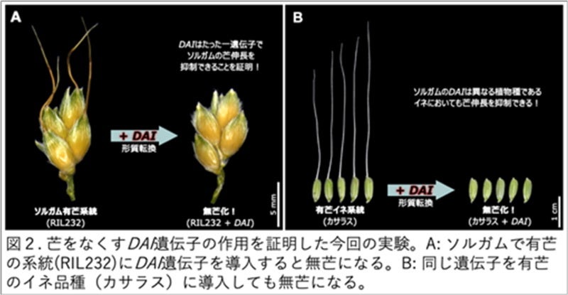 【岡山大学】穀物の「芒（ぼう）」ができなくなるしくみの解明のサブ画像3