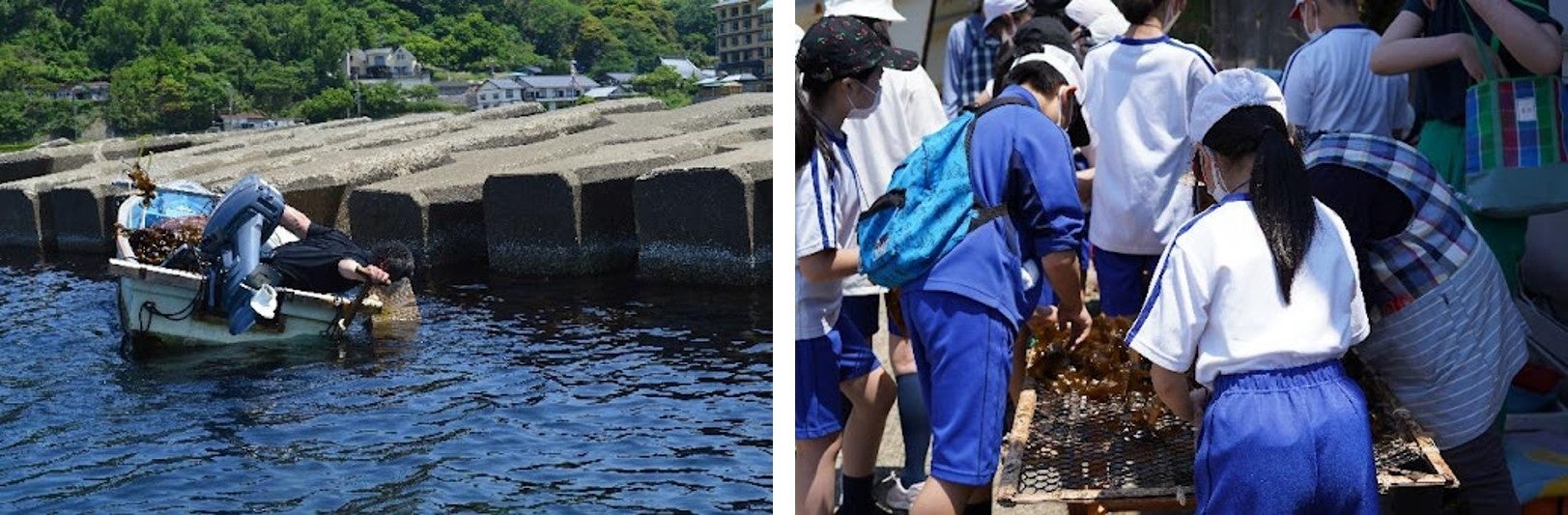 京丹後の美しき豊かな海の理由に迫る！伝統的なワカメ漁から小学生が得たこととはのサブ画像5