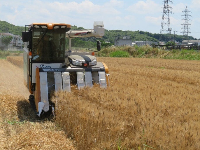 食糧自給のカギを握るALL MADE IN JAPAN 日本初、純国産の加古川パスタの原料「加古川市内で生産する小麦の収穫」が間もなく開始のサブ画像2