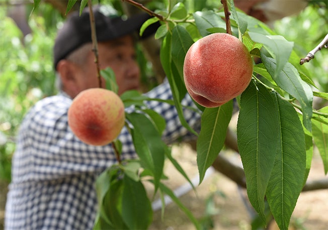 【川西市】川西特産早生桃の収穫が始まる。桃の即売会も開催予定のサブ画像1