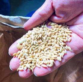 「雪蔵熟成米」３銘柄を期間限定で発売。秋に収穫したお米を籾のまま雪蔵で2年8ヶ月熟成　のサブ画像2