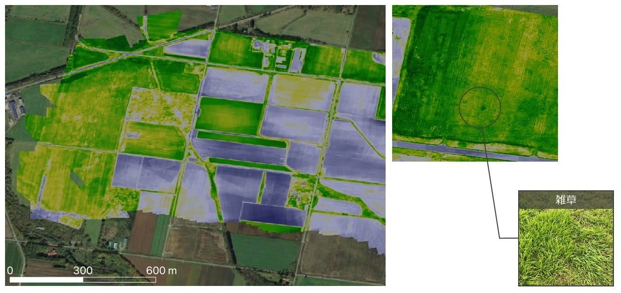 エアロセンスとナイルワークスが、データ駆動型の農業に関する業務提携のサブ画像6_図５　牧草地における難防除雑草を抽出・解析する取り組み