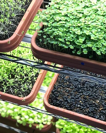 ユナイテッドスマイルズ、マイクログリーンと業務提携　「八百結び農法®」で新芽野菜「マイクログリーン」の完全循環型栽培（ゼロ・エミッション）を目指すのサブ画像2