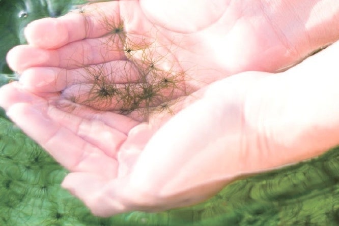 海なし県・埼玉の おふろcafe ハレニワの湯にて「海の日」に海を感じる「海藻風呂」を実施しますのサブ画像1