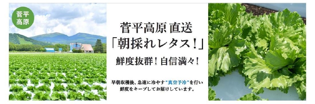 【菅平高原から直送！朝採れ！鮮度バリバリ！のレタスを食卓へ！】朝採れたレタスを最新設備で冷やし、直送することで鮮度抜群でのご提供が可能になりました 。のサブ画像1