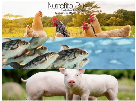 【新製品】アニマルウェルフェアへ期待される100％天然植物由来の動物飼料添加物　　『Nutrafito Plus』を販売開始！のサブ画像1