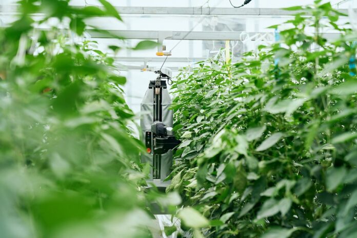 最新のピーマン自動収穫ロボットが東京上陸！　日本最大級の施設園芸展示会『施設園芸・植物工場展 GPEC』へ出展のメイン画像