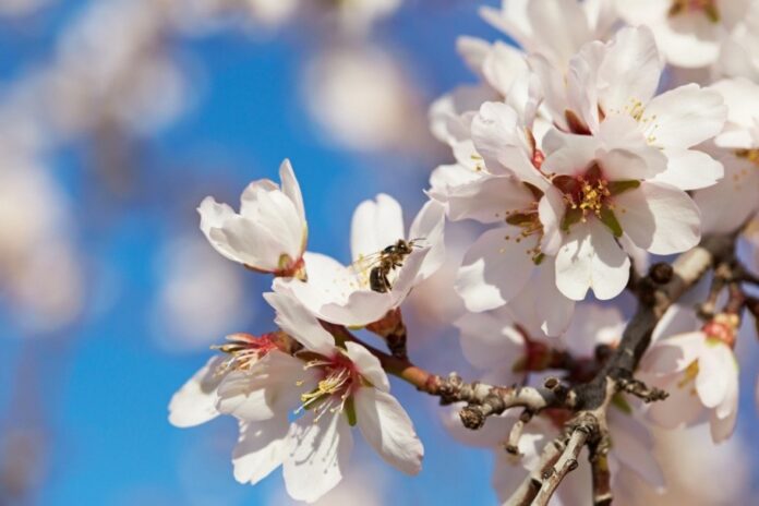 カリフォルニア花粉媒介者連合、農業・自然保護団体の協力関係を強化のメイン画像