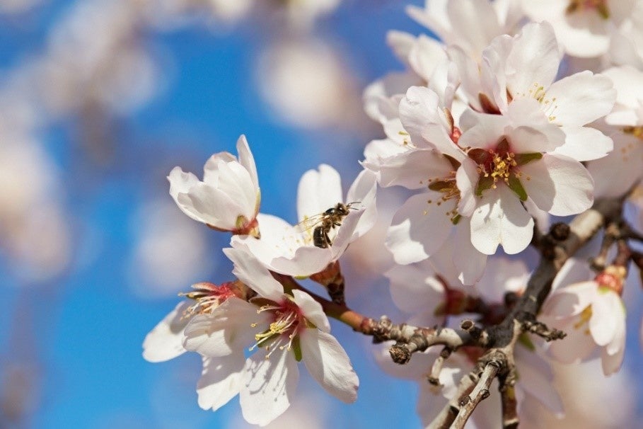 カリフォルニア花粉媒介者連合、農業・自然保護団体の協力関係を強化のサブ画像1
