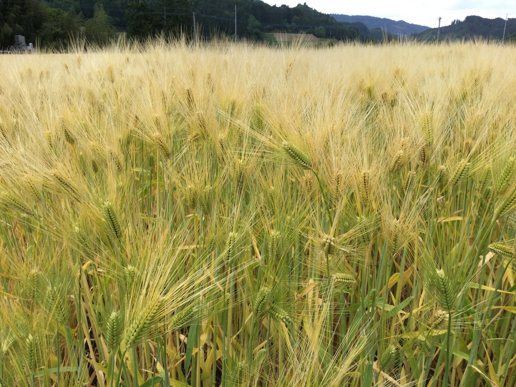 『瀬戸内麦推進協議会』設立！のサブ画像2_大麦の風景
