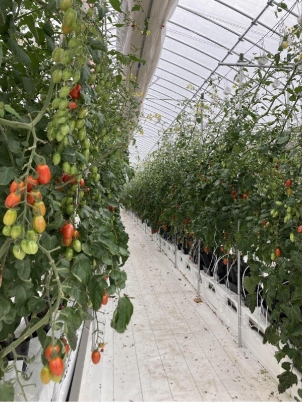 AI潅水施肥システムのゼロアグリ、Kubota Incubation Farmのトマト養液栽培スマート実証に参画のサブ画像4_養液で栽培するトマト