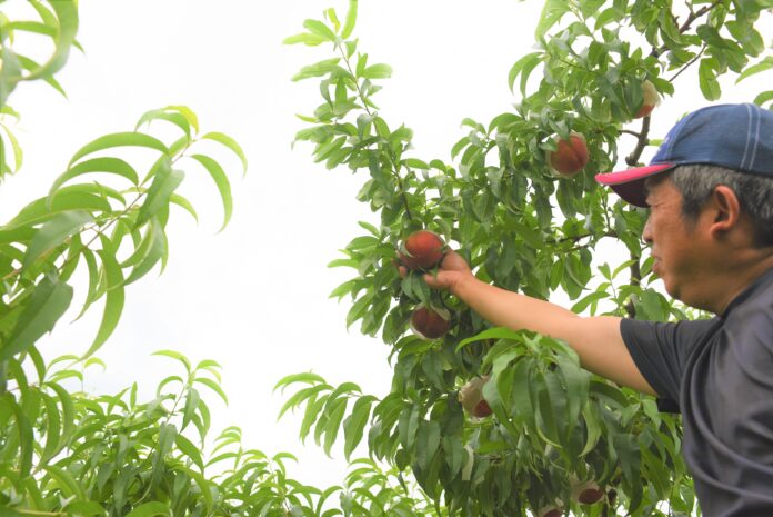 山梨県のこだわりの桃農家・雨宮さん一家が育てた逸品の桃「てっぺんの桃」の販売を開始します。インターネット通販では株式会社食文化が独占販売します。のメイン画像