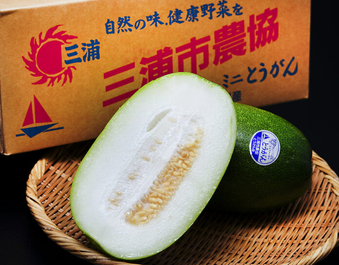 「冬瓜の消費拡大キャンペーン」を豊洲市場ドットコムで開催。産地箱や大玉のトウガンが手頃な価格で手に入ります。のメイン画像