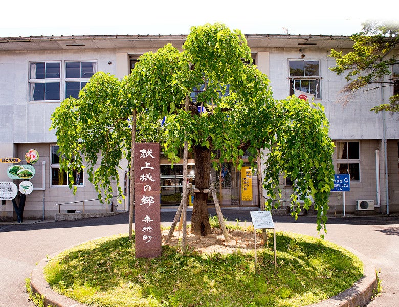8月1日に選定式が行われる福島県・桑折町のブランド「献上桃の郷」を29年連続で桃を献上する産地から直送しますのサブ画像2