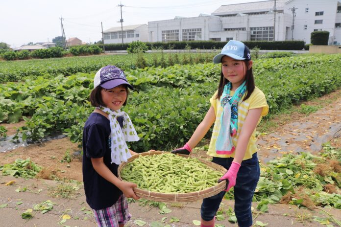 7月16日(土)伊勢崎で枝豆収穫体験のメイン画像
