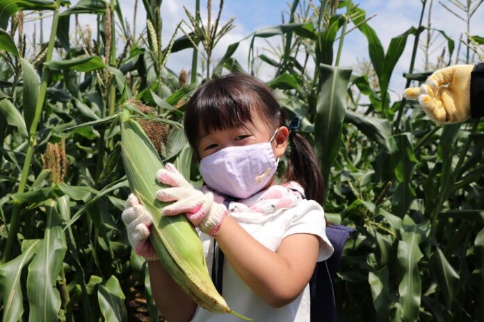 7月23日(土)昭和村でとうもろこし収穫体験のメイン画像