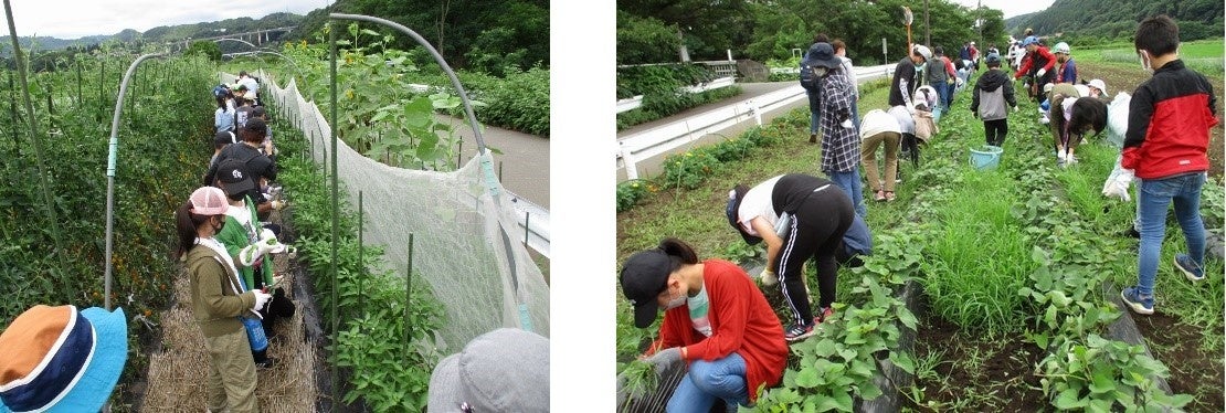 【相模原市】小学生が「いただきます」を学びました～地元産の野菜を使ったカレー作り～のサブ画像1_収穫の様子