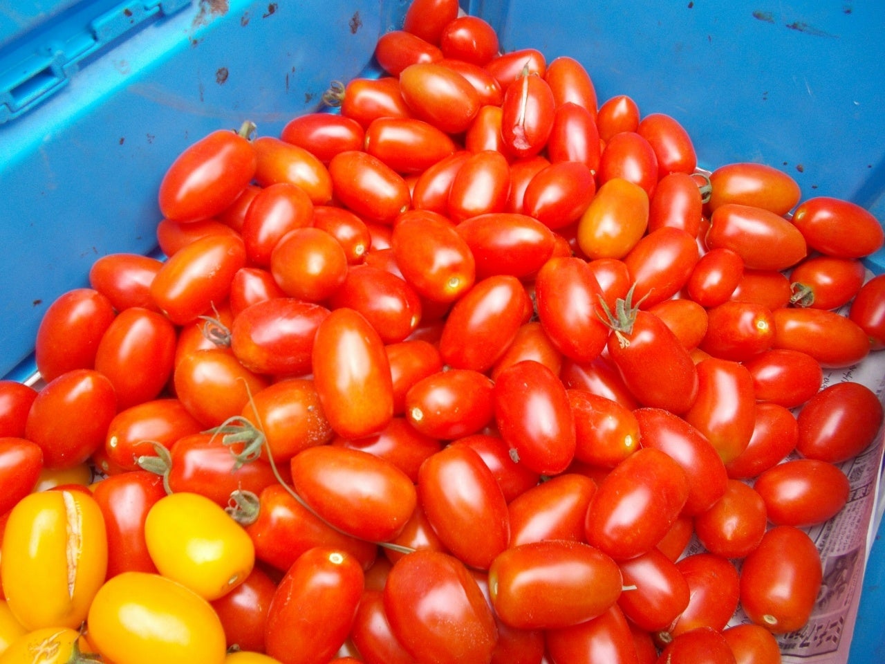 【相模原市】小学生が「いただきます」を学びました～地元産の野菜を使ったカレー作り～のサブ画像2_収穫したトマト