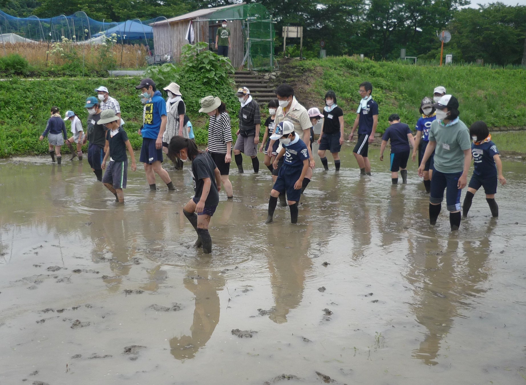 【相模原市】子どもたちが田植えなどを通じて農業に触れて学べるイベントを開催しましたのサブ画像2_代掻きの様子