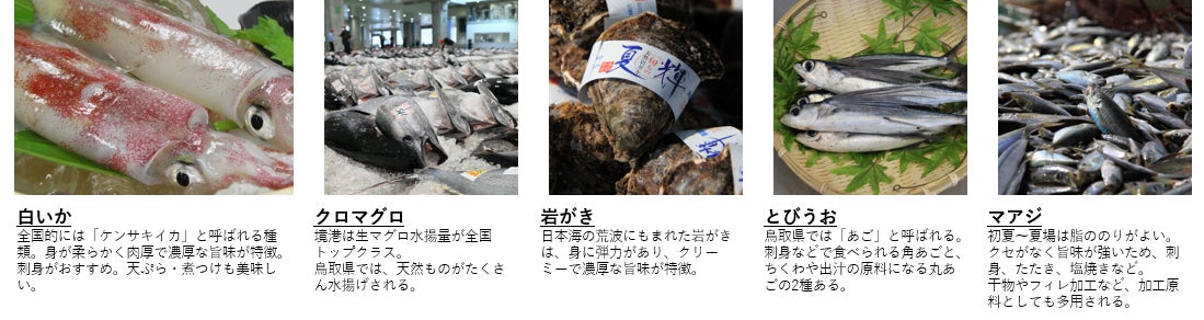 鳥取県、日本最多の20種を県魚に指定！魚のプロが選ぶ季節ごとの魚を「四季の県魚」にのサブ画像4