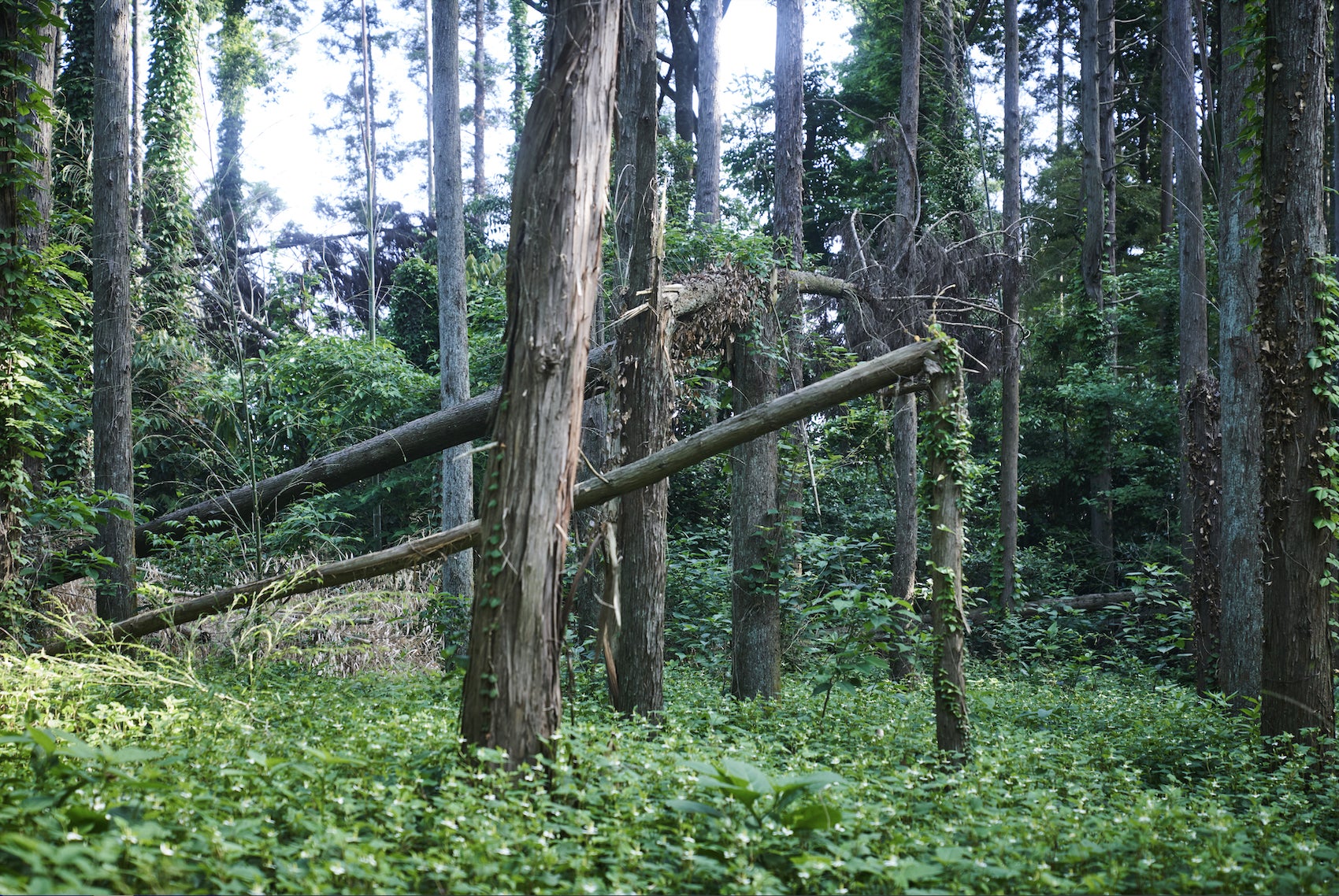 株式会社エコグリーンホールディングスは、東京大学演習林の研究者グループと千葉県において、早生樹を活用した持続可能なエネルギーの森づくり実証事業（植林・育苗）をスタートさせました。のサブ画像2