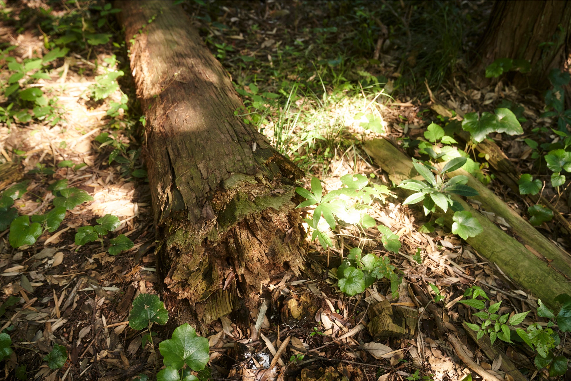 株式会社エコグリーンホールディングスは、東京大学演習林の研究者グループと千葉県において、早生樹を活用した持続可能なエネルギーの森づくり実証事業（植林・育苗）をスタートさせました。のサブ画像4