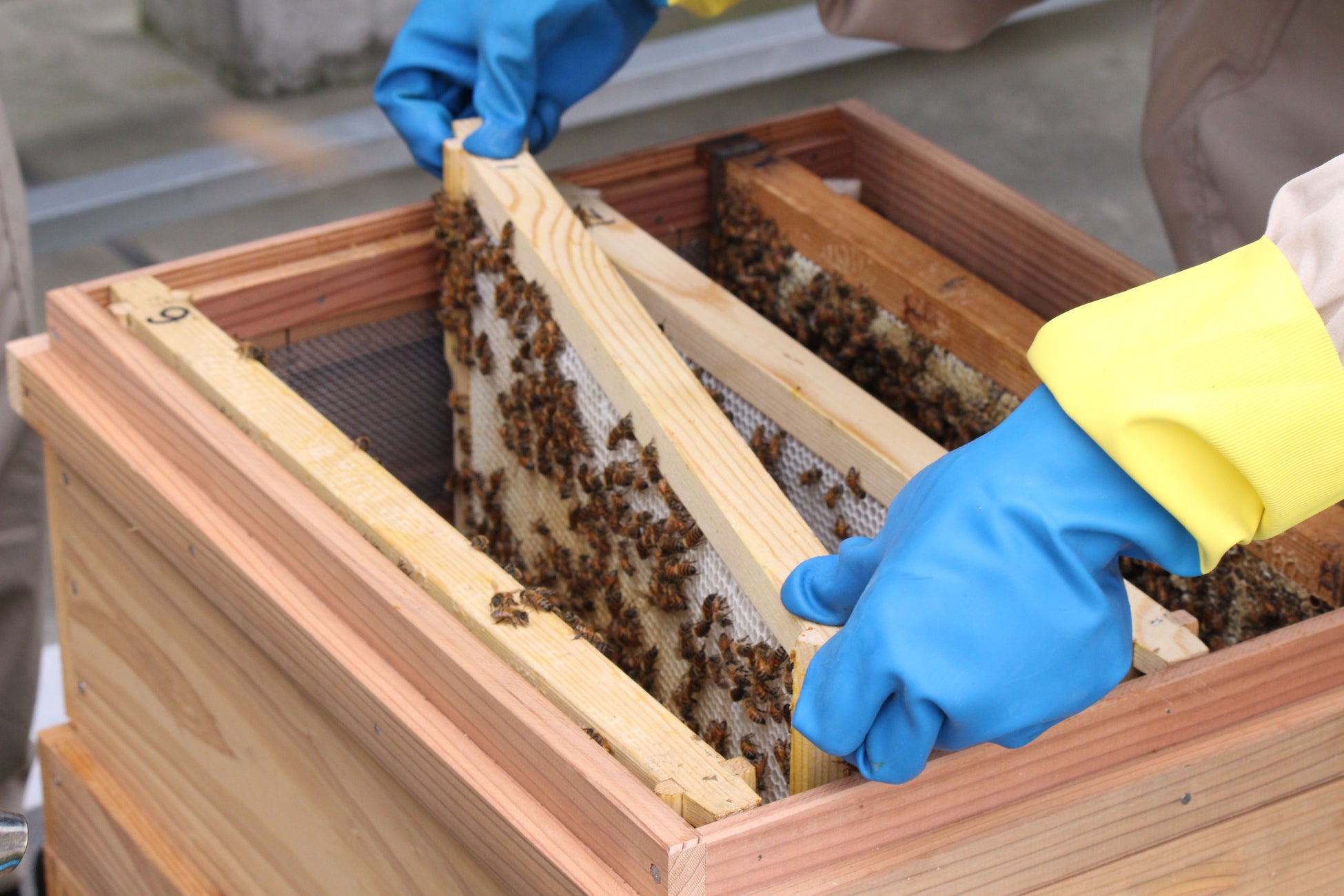 【THE THOUSAND KYOTO】京都のホテル初◇屋上での都市養蜂プロジェクトではちみつを採取のサブ画像6_優しく巣枠を持ち上げて、蜂の状態を確認します