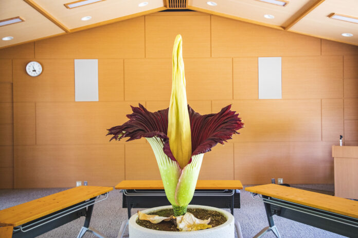 世界最大の花といわれ絶滅危惧種にも選定されるショクダイオオコンニャクが京都薬用植物園で5年ぶりに開花のメイン画像
