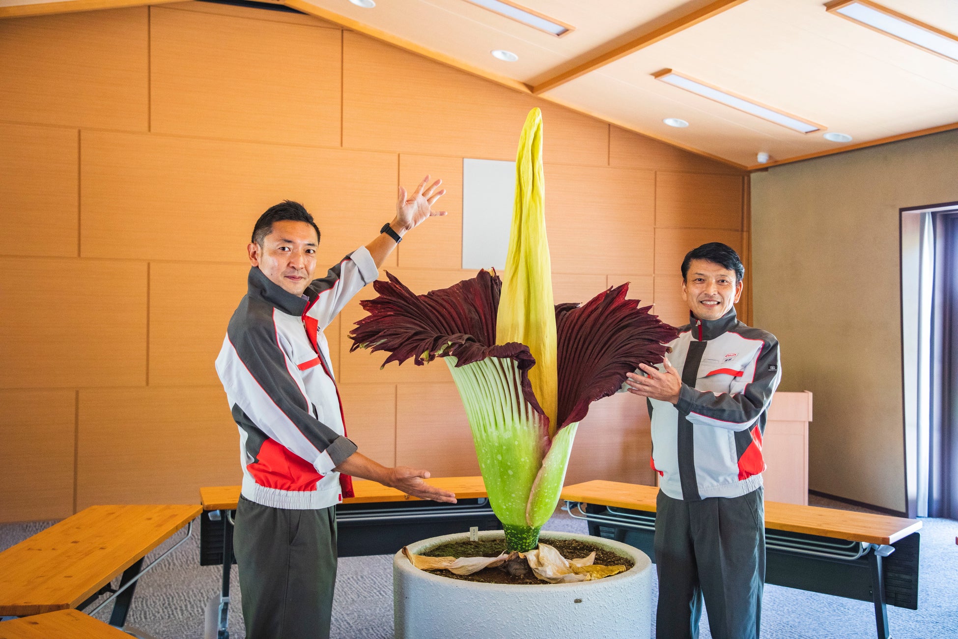 世界最大の花といわれ絶滅危惧種にも選定されるショクダイオオコンニャクが京都薬用植物園で5年ぶりに開花のサブ画像2