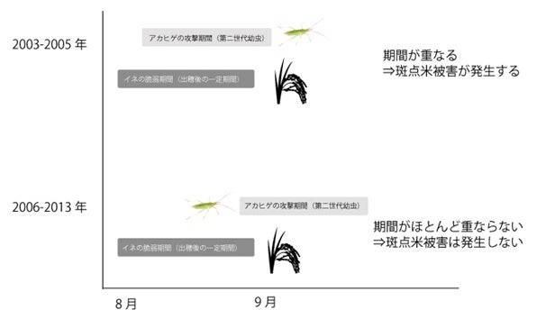 イネが被害を受けやすい時期と害虫の発生時期が重なることが斑点米の発生を助長することを長期データとシミュレーションから解明のサブ画像4_図４．イネの出穂期とアカヒゲホソミドリカスミカメ第三世代の幼虫期間（イメージ）。