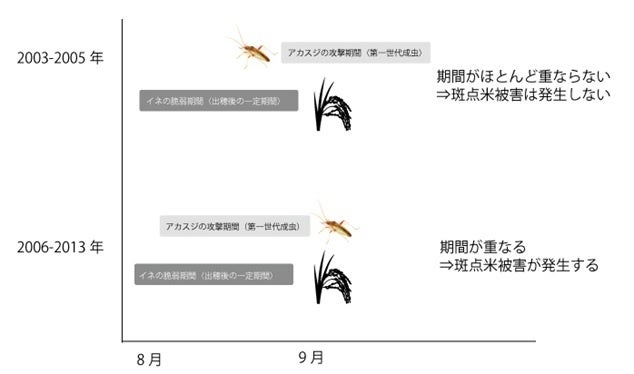 イネが被害を受けやすい時期と害虫の発生時期が重なることが斑点米の発生を助長することを長期データとシミュレーションから解明のサブ画像5_図５．イネの出穂期とアカスジカスミカメ第二世代の成虫期間（イメージ）。