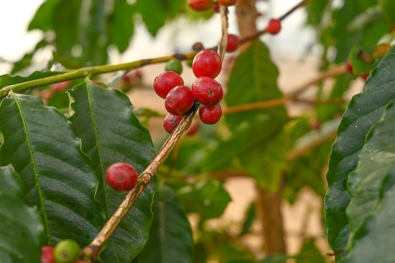 《国産コーヒー》のオーナーになれる！収穫も楽しめる、国産コーヒーの木のオーナー募集開始。誰もがコーヒーの木のオーナーに。のサブ画像1