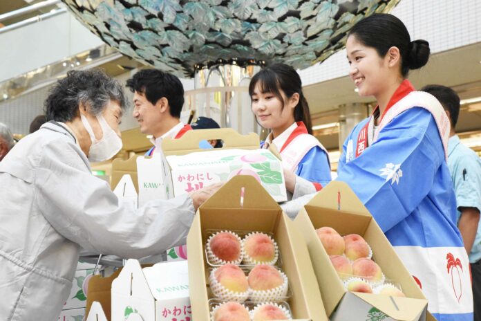 【川西市】川西特産早生桃「日川白鳳」の即売会開催のメイン画像