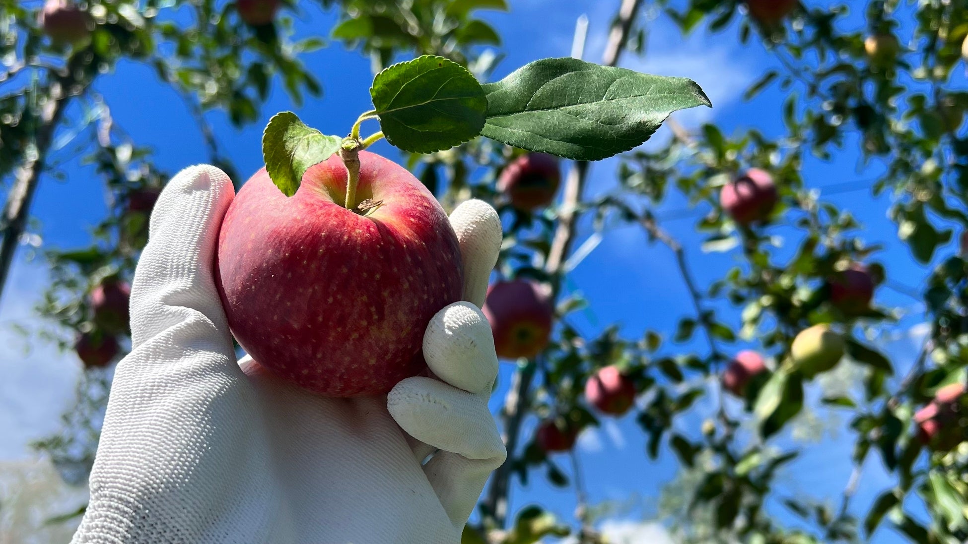 【食べチョクおてつたび】学生が新夏りんごのおいしさ拡散！！のサブ画像2_おてつたび学生が収穫したシナノリップ
