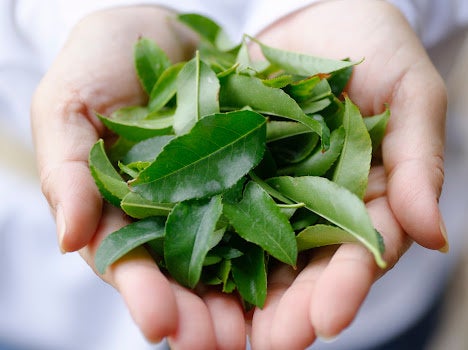 山形県村山市にてバラの葉100％のお茶「ローズリーフ®︎」の栽培開始！　2025年度の売上目標5億円のサブ画像1