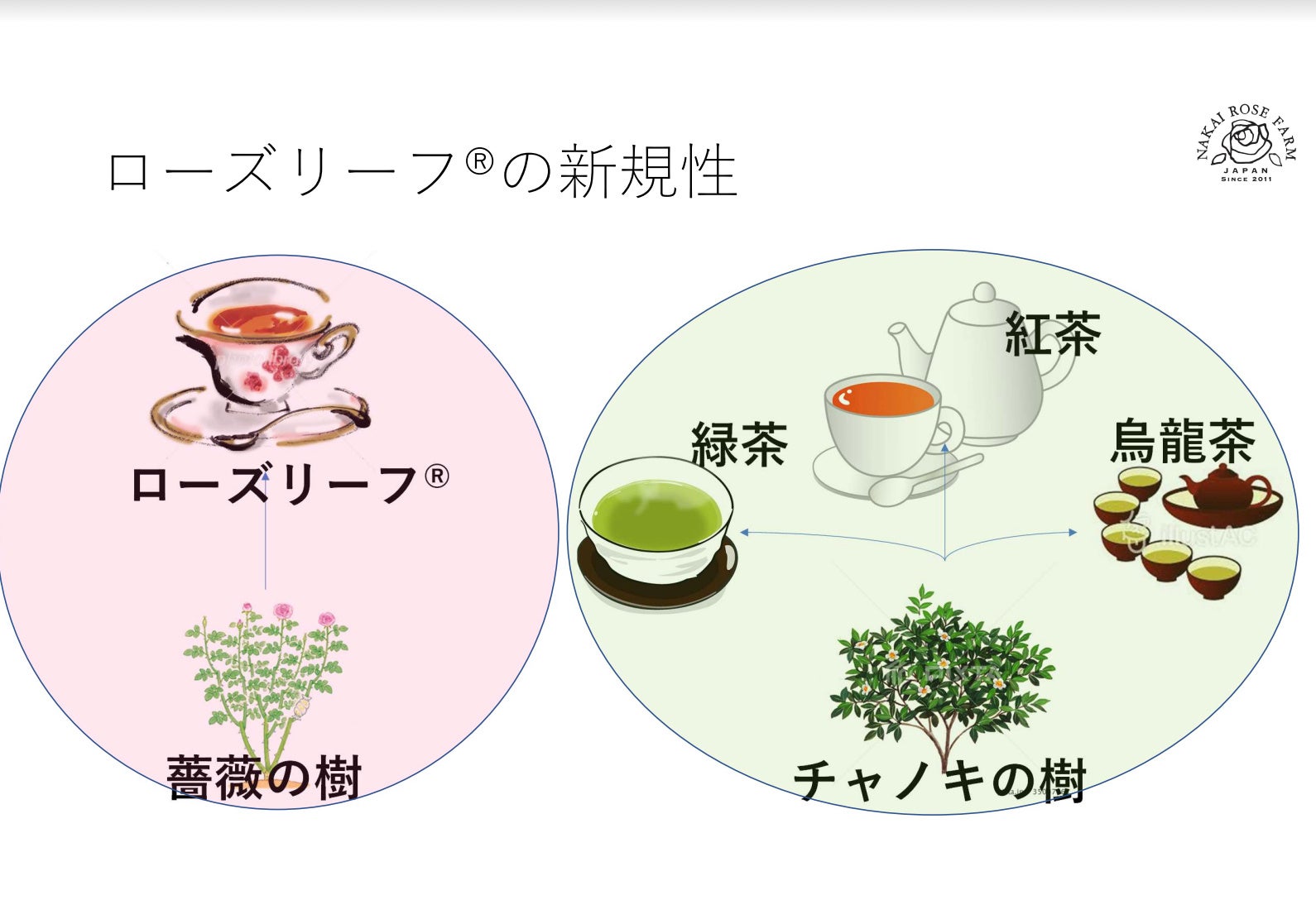 山形県村山市にてバラの葉100％のお茶「ローズリーフ®︎」の栽培開始！　2025年度の売上目標5億円のサブ画像4