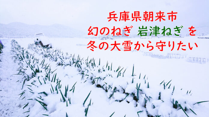兵庫県の伝統野菜「幻のねぎ　岩津ねぎ」を冬の大雪から守る為に、クラウドファンディングにチャレンジのメイン画像