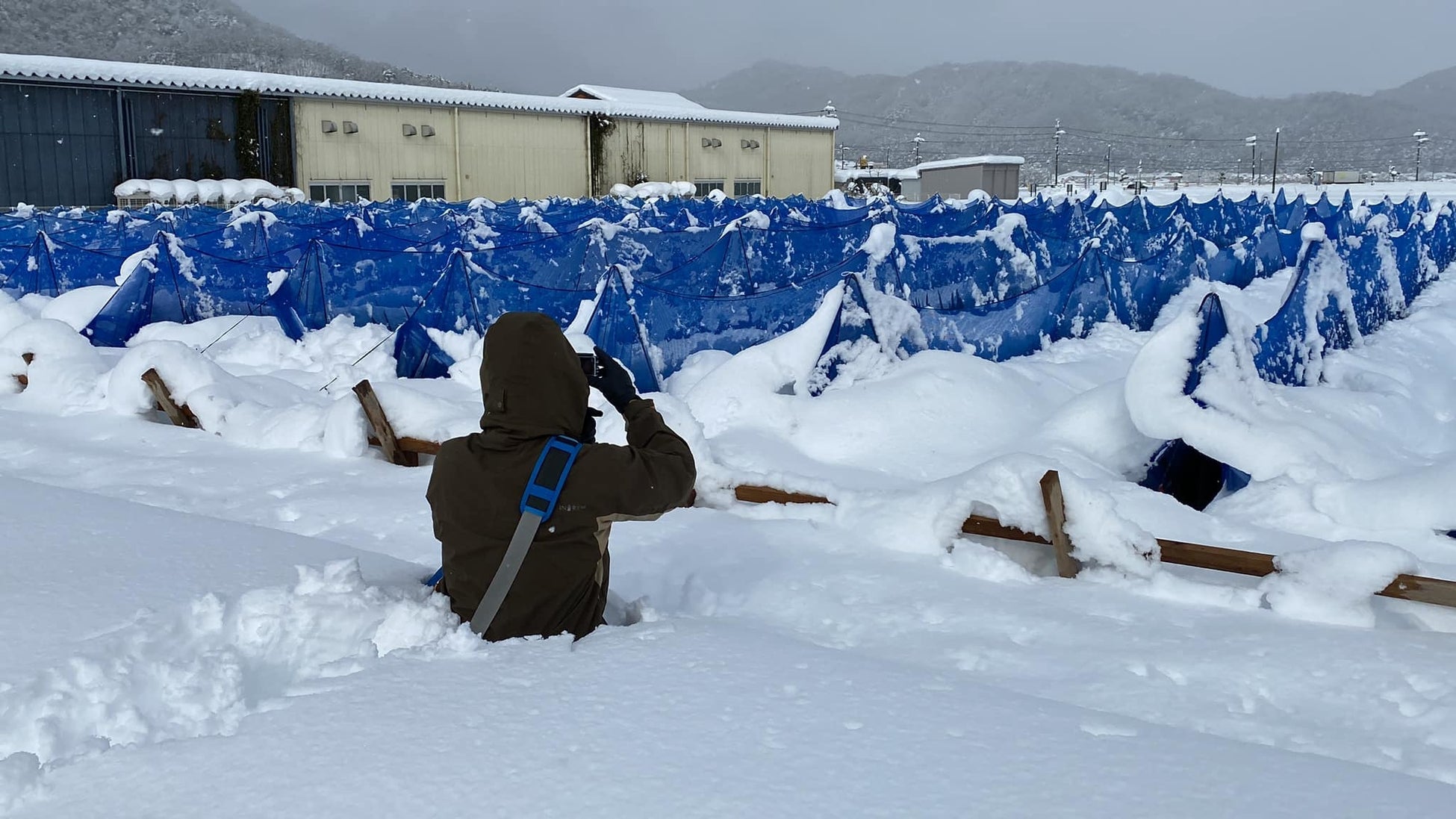 兵庫県の伝統野菜「幻のねぎ　岩津ねぎ」を冬の大雪から守る為に、クラウドファンディングにチャレンジのサブ画像3