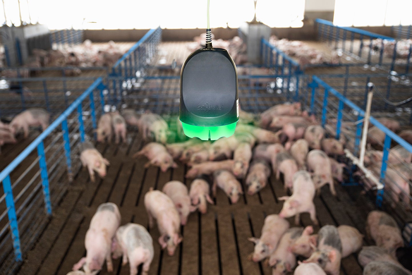 ベーリンガーインゲルハイム アニマルヘルス ジャパン　飼養豚の咳音検知および豚舎環境のモニタリングシステム「SoundTalks™」を全国で発売開始のサブ画像2_図2　SoundTalks　豚舎内設置イメージ