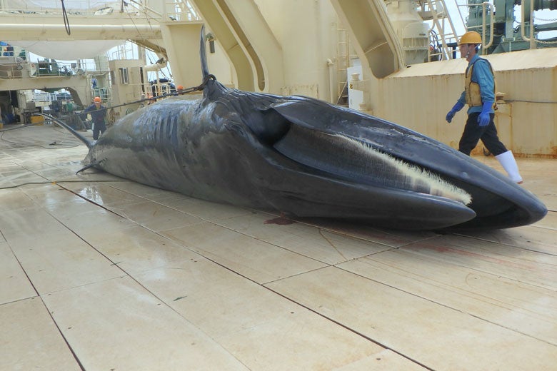 古くから続く捕鯨と鯨食文化を応援！豊洲市場ドットコムでは、初の『ニタリクジラの生肉の予約販売』を行います。のサブ画像2