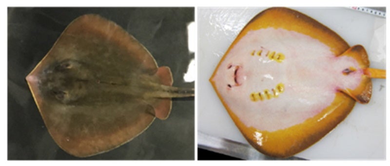 アカエイの淡水進出を可能にする腎機能の解明 －なぜエイ類にはサメ類よりも汽水域や淡水域に生息する種が多いのか？－のサブ画像2