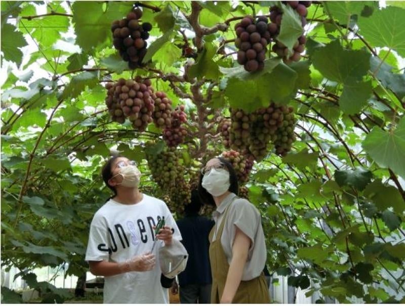 【岡山大学】2022年度岡山大学公開講座 果物の熟度について考えてみよう －ブドウの物理量計測実験－を開講しましたのサブ画像3