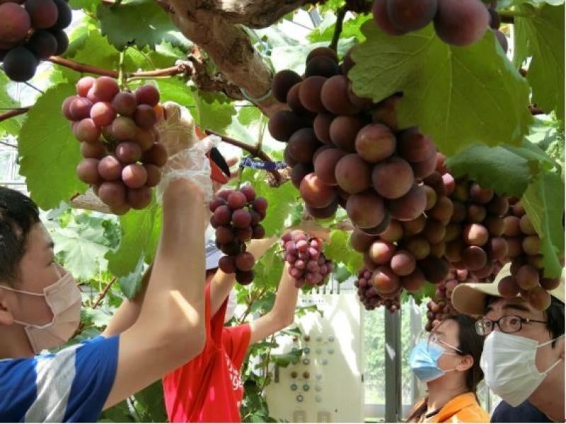 【岡山大学】2022年度岡山大学公開講座 果物の熟度について考えてみよう －ブドウの物理量計測実験－を開講しましたのサブ画像4