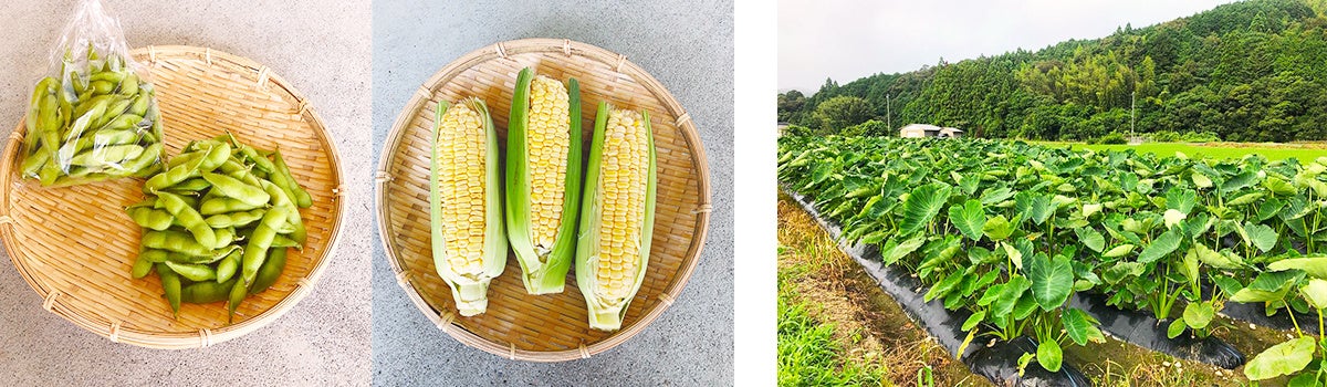 高知県高岡郡四万十町の『GFI農園』、新鮮野菜が購入できる自販機を設置！看板型デザイン自動販売機「ボードステーション」のサブ画像2