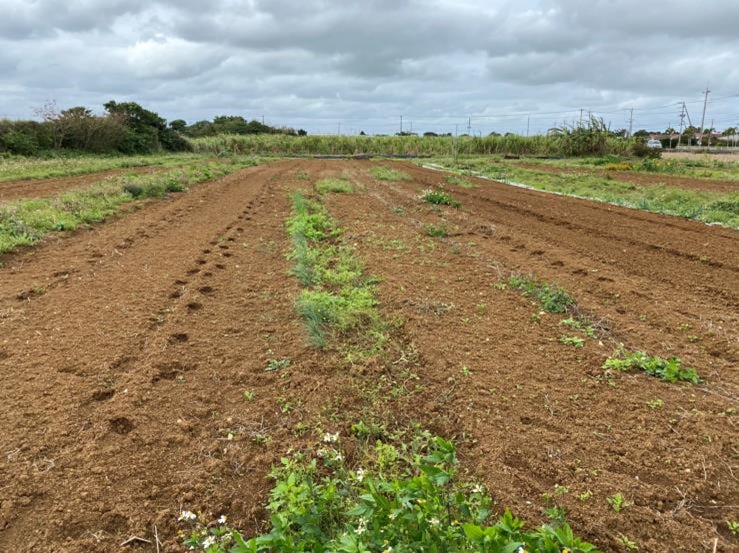 沖縄県宮古島市のQui.Farmが、アフリカの小規模農業への助言のサブ画像4