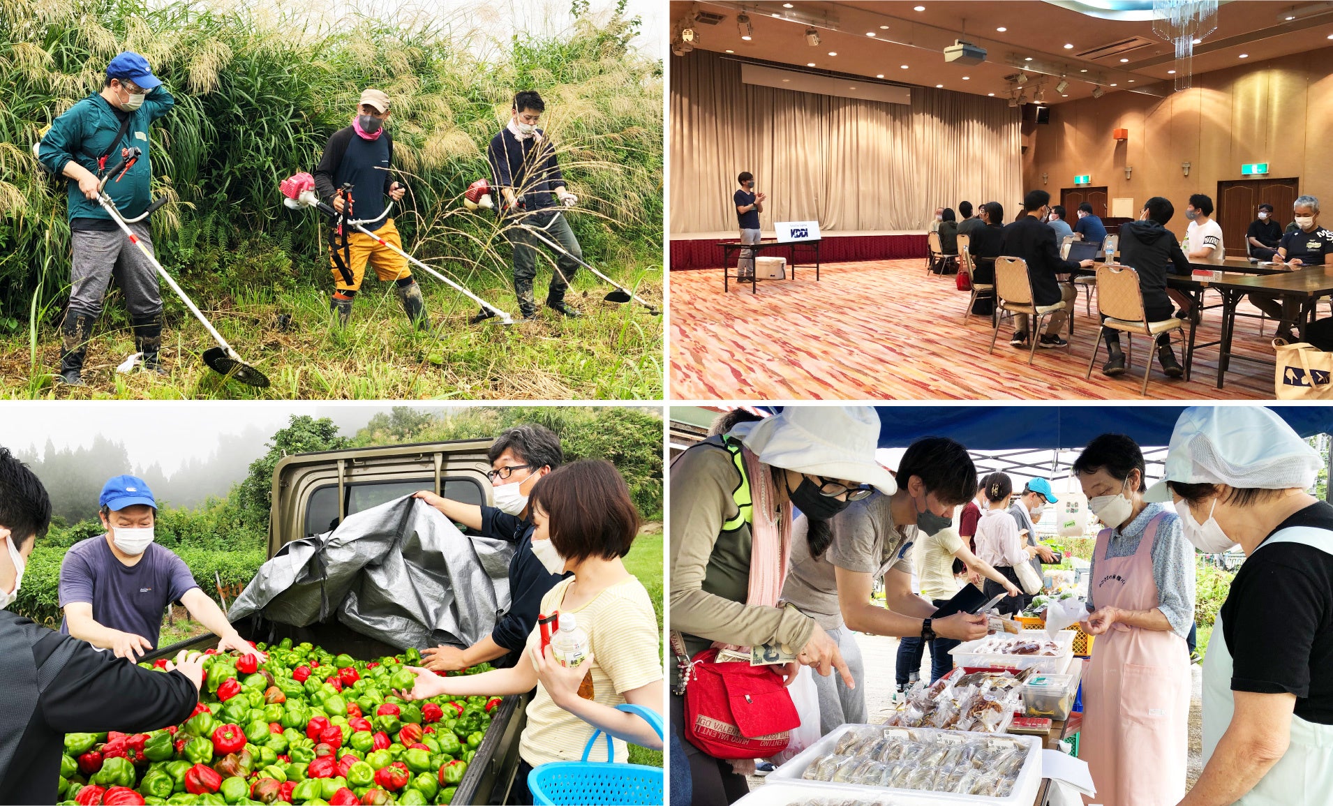 【おてつたび×KDDI】KDDI社員が長野県中野市で休耕田の草刈りや「ぼたんこしょう」収穫をお手伝いのサブ画像2