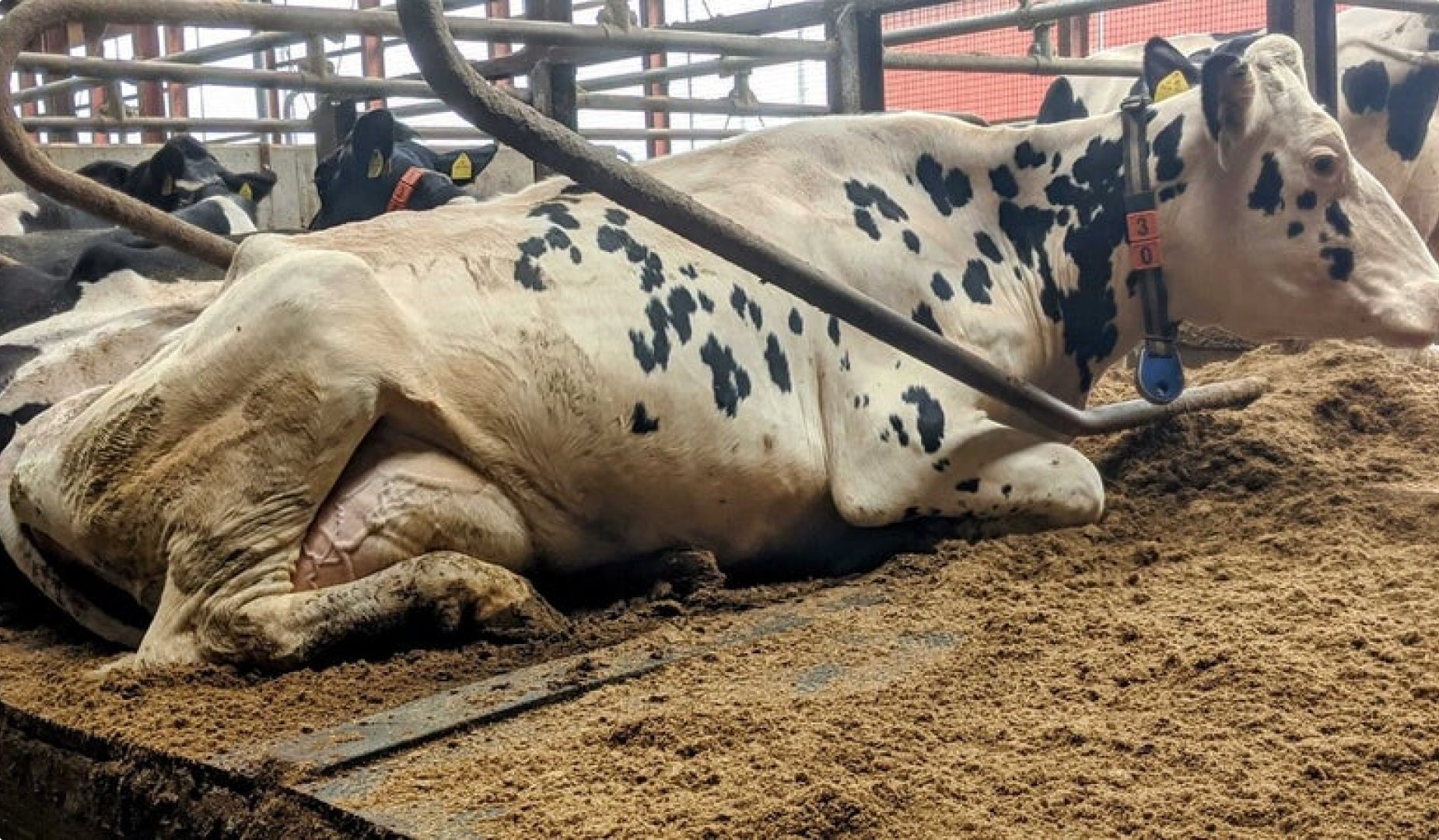 乳牛のふん尿処理方法の変更におけるJークレジット化の取組開始。温室効果ガスの排出削減に貢献のサブ画像2_固液分離処理をした敷料に横たわる乳牛