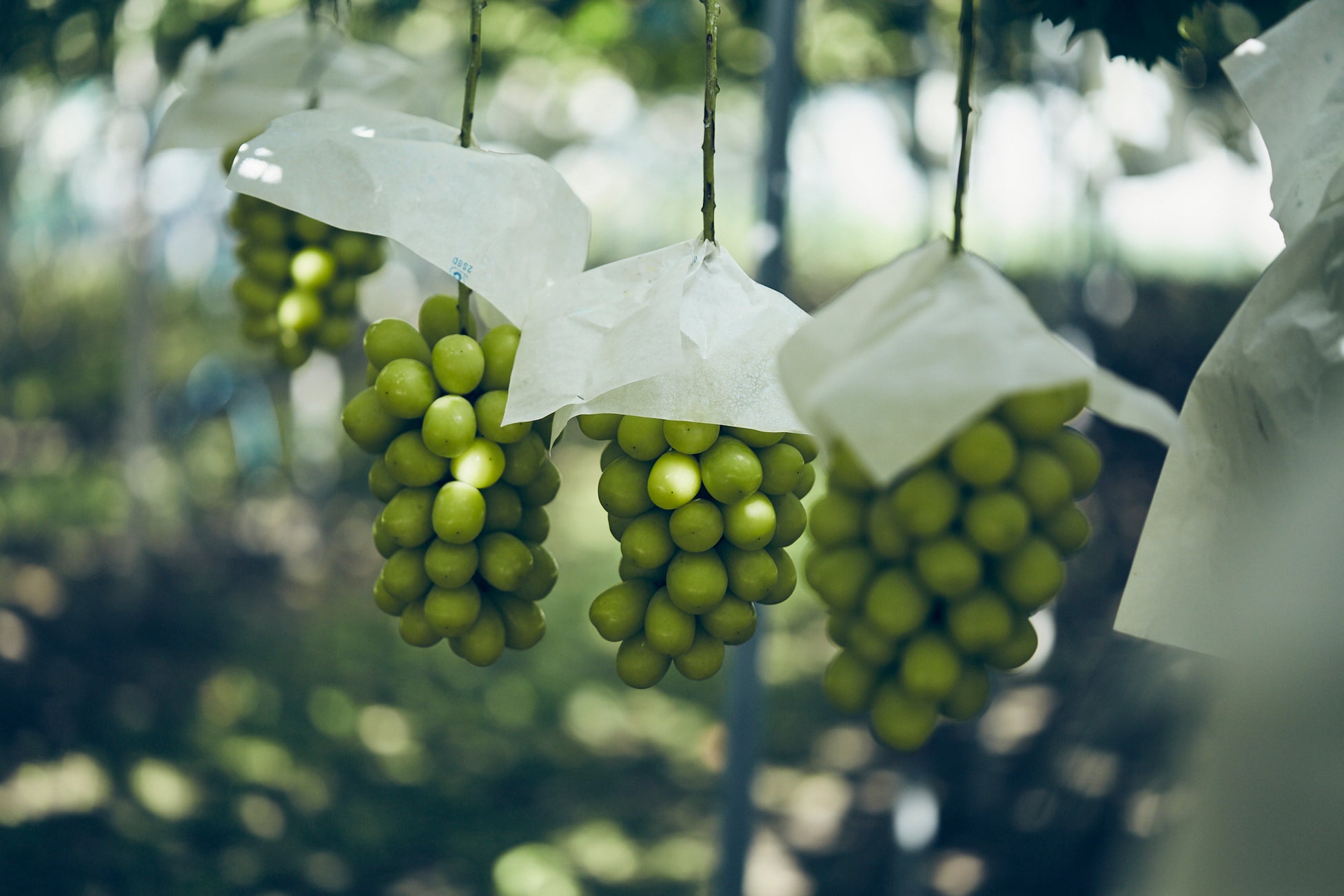 地域の「美味しいのに、知られていない」極完熟の果物を届ける『F STANDプロジェクト』が、山梨県南アルプス市産のシャインマスカットを都内4か所で無人販売のサブ画像1