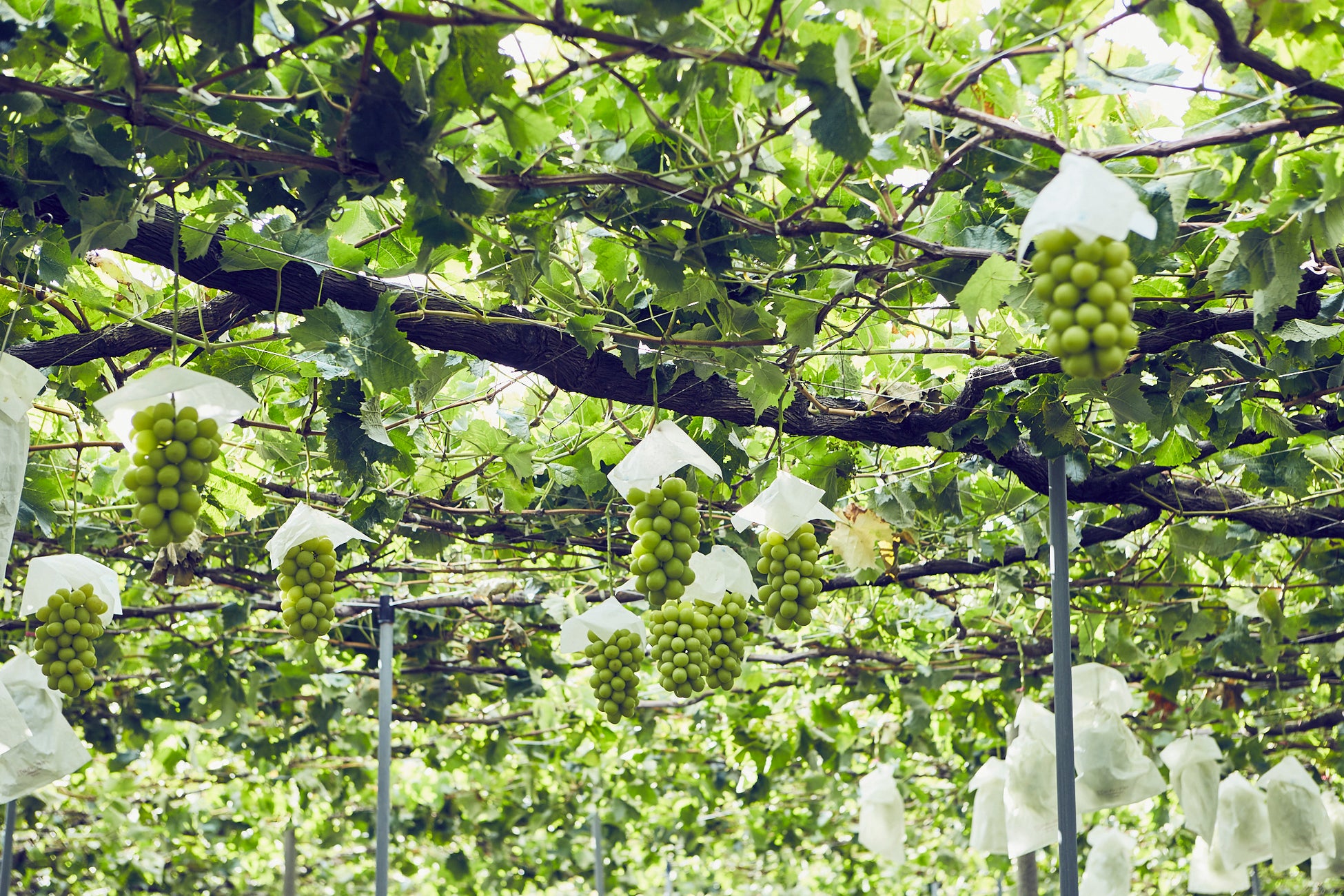 地域の「美味しいのに、知られていない」極完熟の果物を届ける『F STANDプロジェクト』が、山梨県南アルプス市産のシャインマスカットを都内4か所で無人販売のサブ画像5